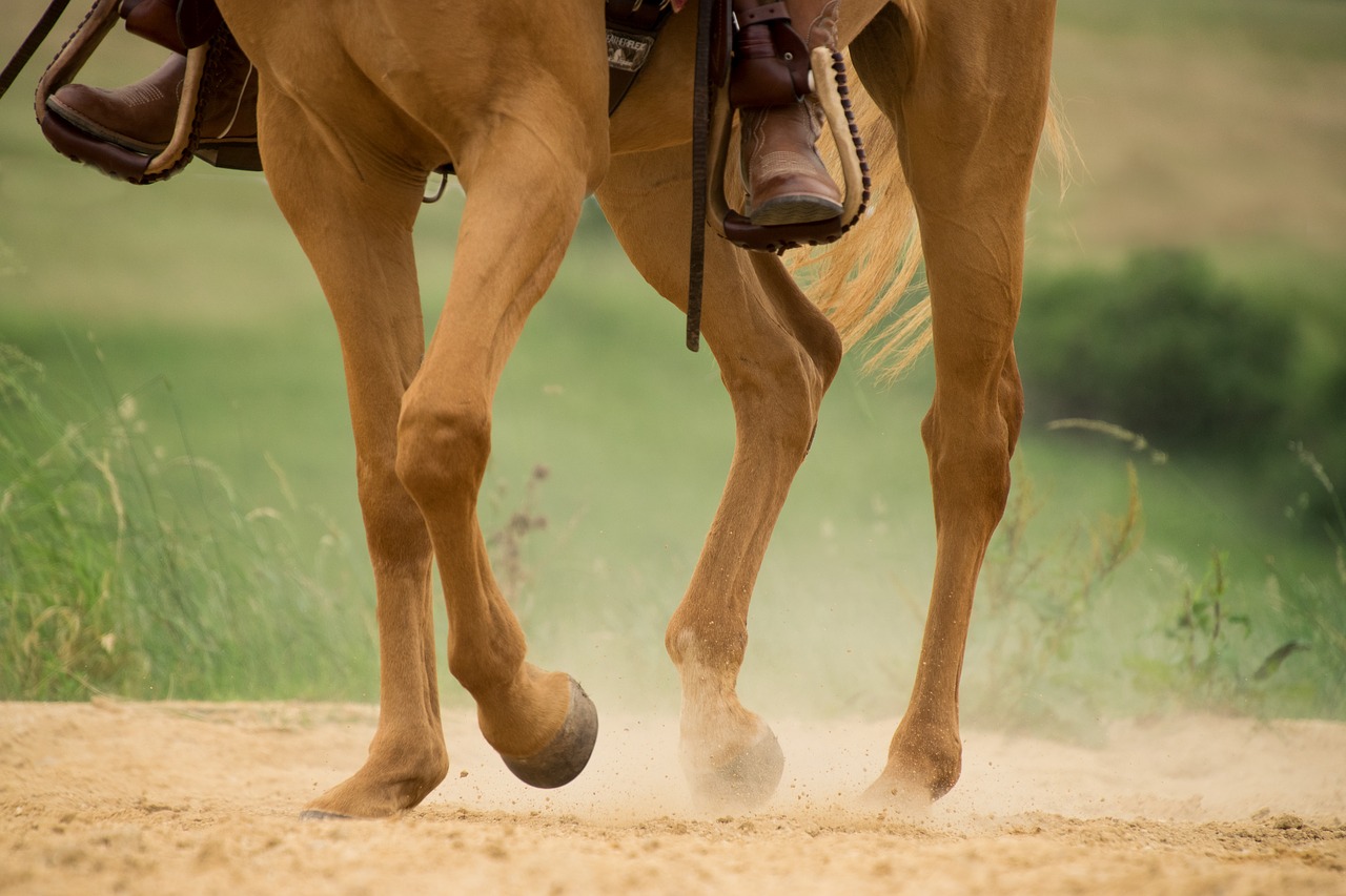 Legs of western horse